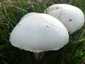 Nagyspórás csiperke (Agaricus crocodilinus), Budai-hegység